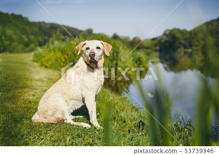 Dog on riverside Dog on riverside 53739346