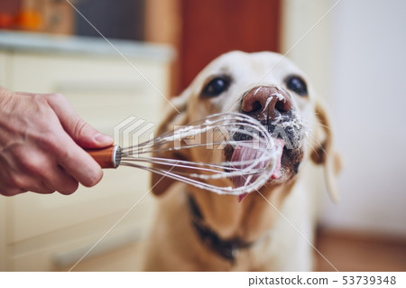 Dog licking cream Dog licking cream 53739348