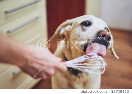 Dog licking cream Dog licking cream 53739350