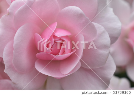 Rose flower 'Bonika' 82 ' 53739360
