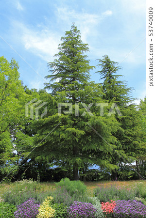 Cedar and border flower bed in early summer 53740009