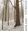 Falling snow and old tree with bird box 53740132