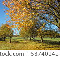 Old apple trunks from autumn season 53740141