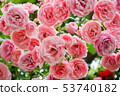 rose	 53740182