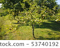 Young apple tree from autumn season 53740192