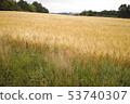 Agriculture background, golden grain soil photo 53740307