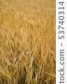 Weed in yellow grain before harvest 53740314