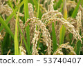 Rice early harvest 53740407