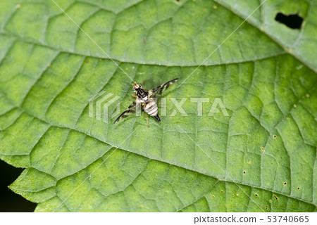 Mitsuboshi HAMADARA fruit fly Mitsuboshi HAMADARA fruit fly 53740665