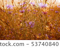 Summer flower meadow photo background 53740840