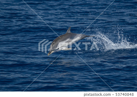 striped Dolphin while jumping in the deep blue sea striped Dolphin while jumping in the deep blue sea 53740848