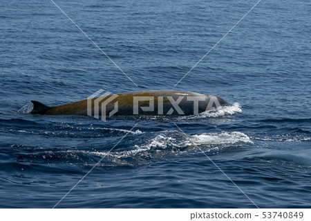 Rare Goose Beaked whale dolphin Ziphius 53740849