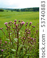 Thistle flower on a meadow 53740883