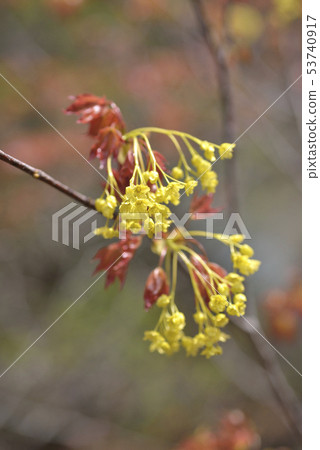 Acaitaya flower 53740917