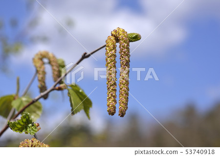 Birch male flower 53740918