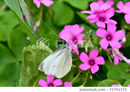 先生根 先生根 53741555