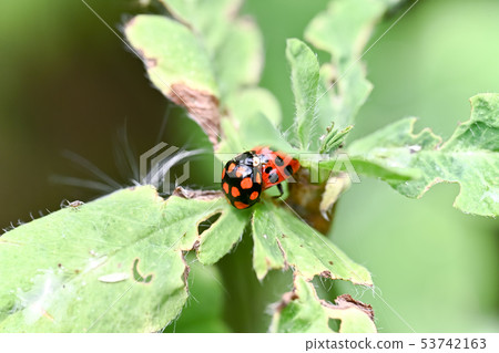 Mating of Namitentou Mating of Namitentou 53742163
