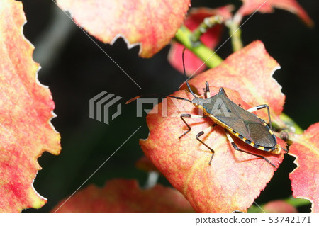 Kibara helicopter bug Kibara helicopter bug 53742171