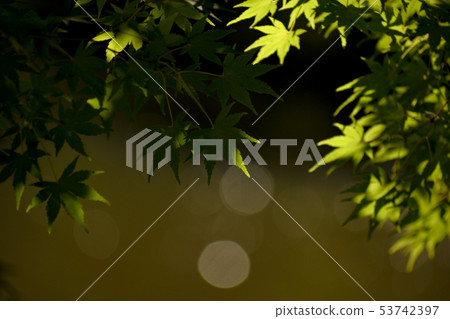Young maple in early summer of Narita City, Chiba Prefecture 53742397