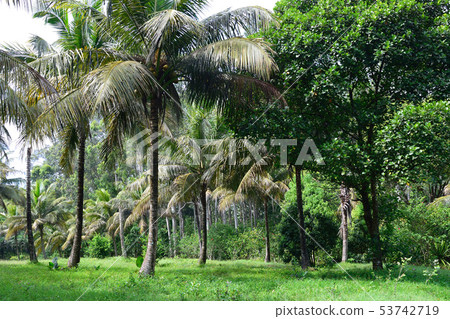 Madagascar Nahampana Nature Reserve Madagascar Nahampana Nature Reserve 53742719