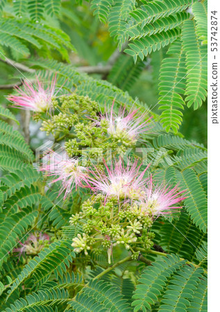 Nemunoki（科學名稱Albizia julibrissin） 53742874
