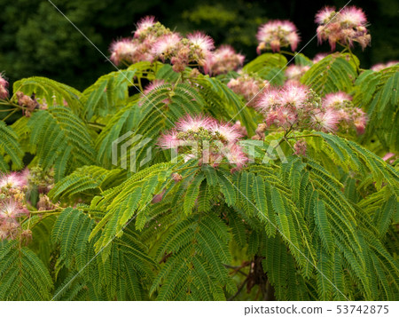 Nemunoki(科學名稱Albizia julibrissin) Nemunoki(科學名稱Albizia julibrissin) 53742875