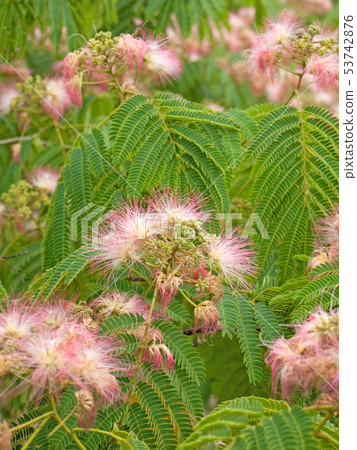 Nemunoki（科學名稱Albizia julibrissin） 53742876
