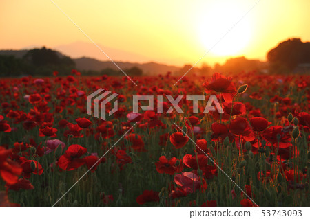 Poppy field in the evening Sakura city, Tochigi prefecture 53743093