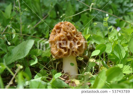 [Spring mushrooms] Morel mushroom* Broad sense 53743789