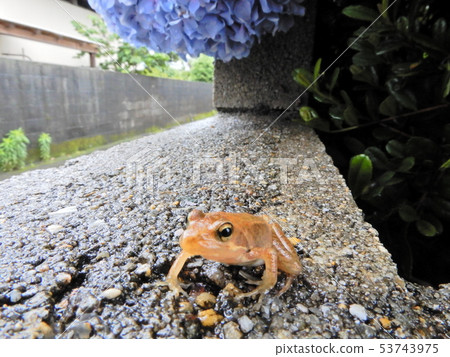 青蛙，繡球花，青蛙，繡球花，女性，繡球花，繡球花，返回，雨季，湯，雨 53743975