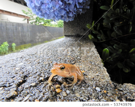 Frog, Hydrangea, Frog, Hydrangea, Female, Hydrangea, Hydrangea, Returning, Rainy Season, Soup, Rain 53743976
