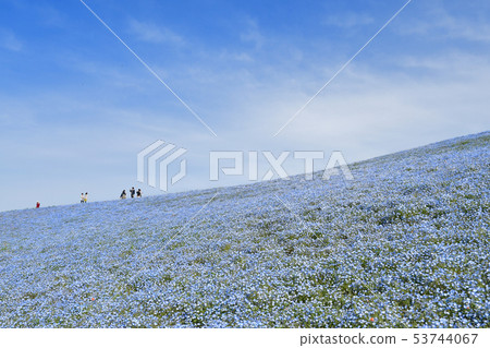 Nemophila of Hitachi Seaside Park 53744067
