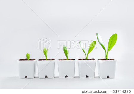 Trees and growth In a white pot 53744280