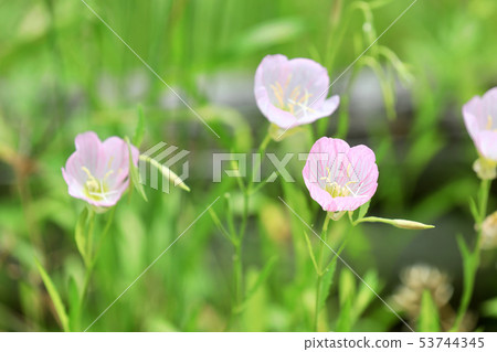 Pink flowers Pink flowers 53744345
