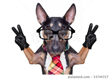 business boss dog business boss dog 53744727