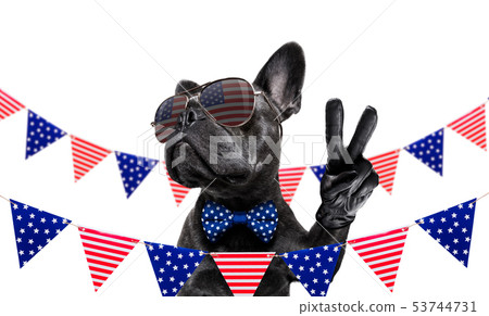 independence day 4th of july dog 53744731