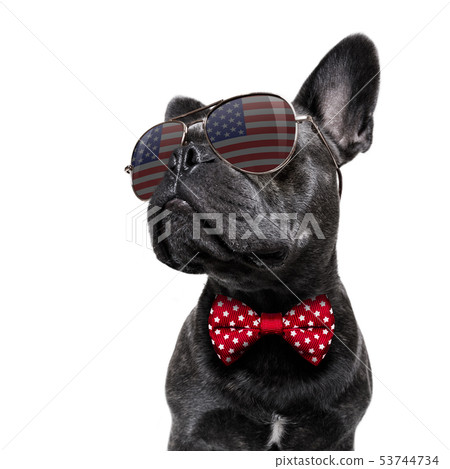 independence day 4th of july dog 53744734
