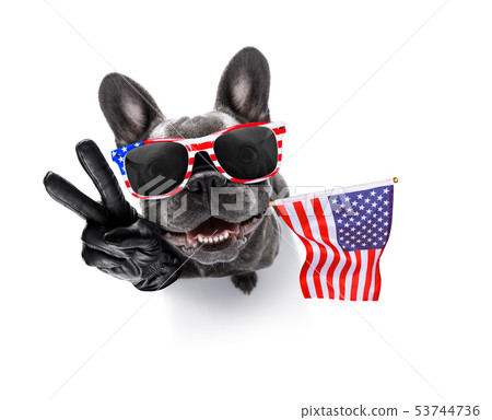 independence day 4th of july dog 53744736