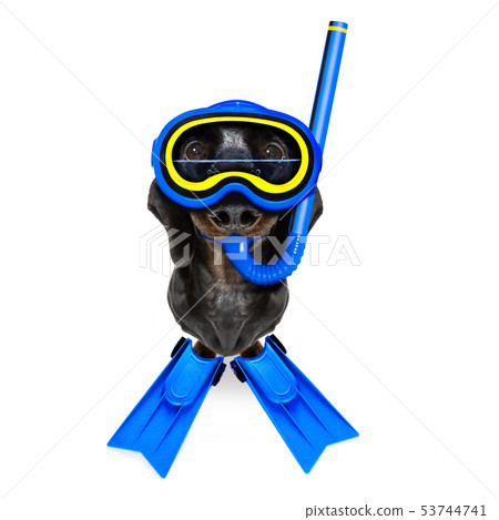 scuba diving dog 53744741