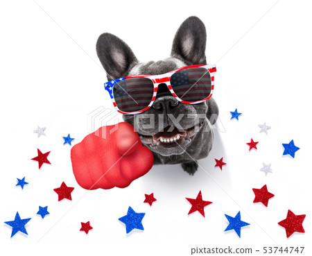 independence day 4th of july dog 53744747
