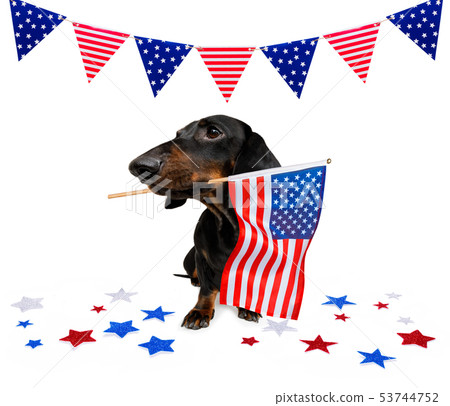independence day 4th of july dog independence day 4th of july dog 53744752