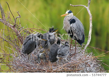 Grey heron Ardea cinerea family on nest 53744777