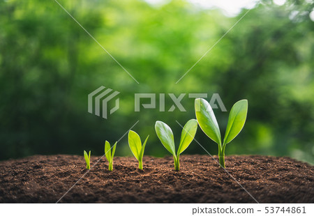 Tree growth In the natural background Tree growth In the natural background 53744861