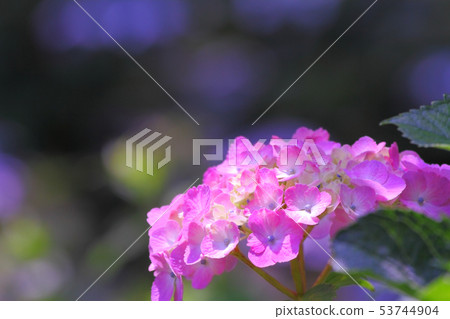 西方繡球花 53744904