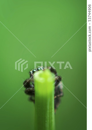 Jumping Spider on a green background. Selective focus. Jumping Spider on a green background. Selective focus. 53744906