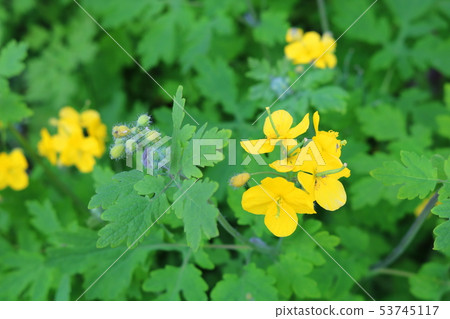 celandine celandine 53745117
