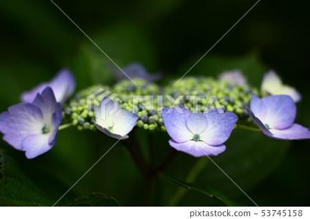 繡球花 繡球花 53745158