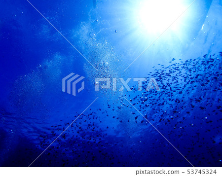 Fish swimming in the sea Fish swimming in the sea 53745324