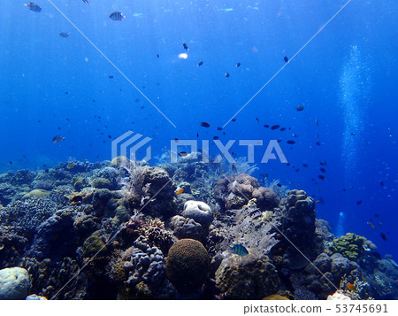 Fish and coral reefs 53745691