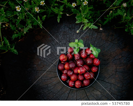 Plum Ju-li Plum Ju-li 53745780